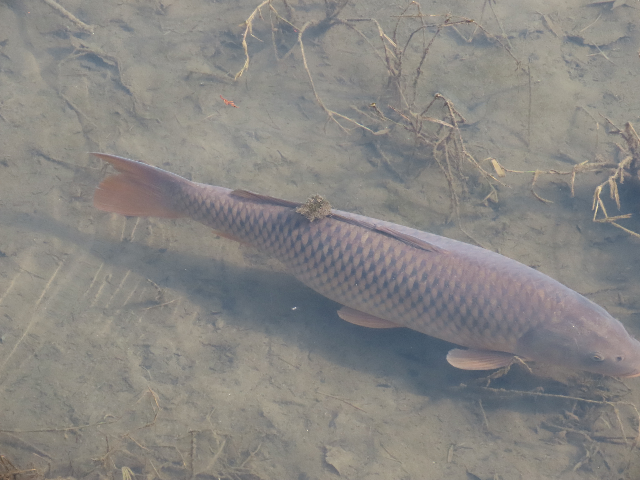 Carpa-comum Carpa-comum
