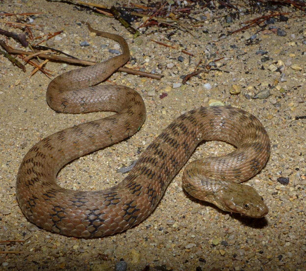 Cobra de Água cobra de agua