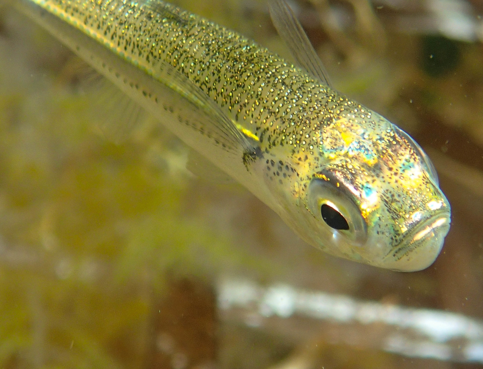Peixe-rei Peixe-rei