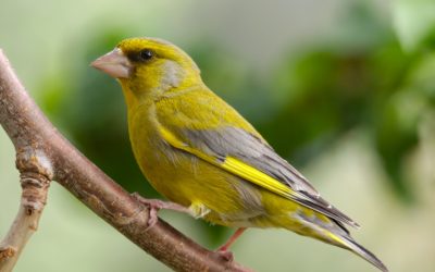 Birdwatching
